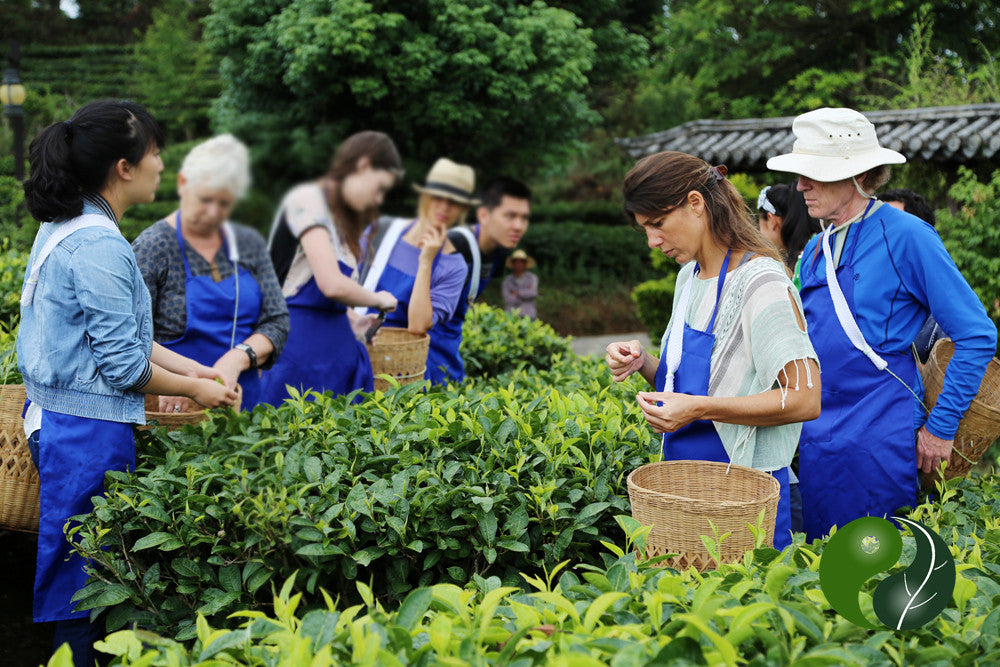ITA Tea Sommelier Certification School in Puer, Yunnan Finishes with Success