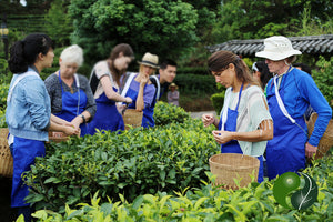 ITA Tea Sommelier Certification School in Puer, Yunnan Finishes with Success
