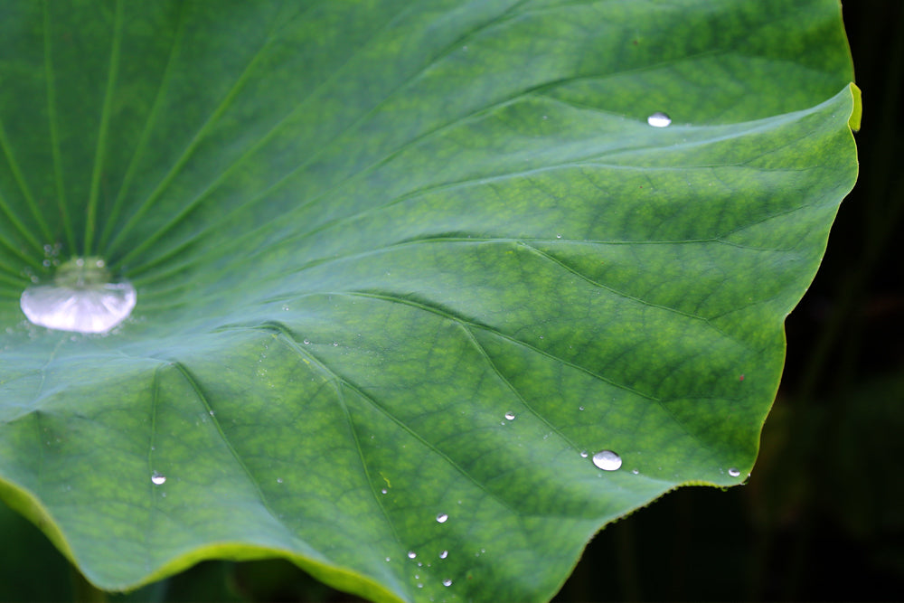 Water – The Root of Life